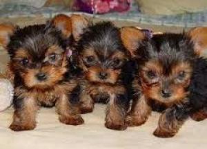 OutstandingTeacupyorkiepuppiesavailableforyo